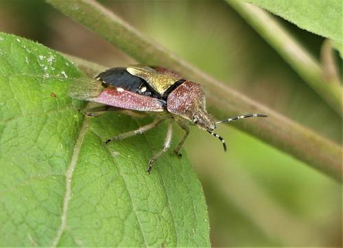 Dolycoris baccarum